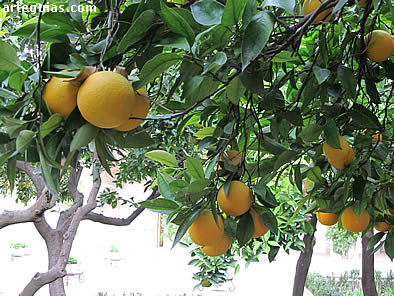 Naranjos en el Patio Morisco