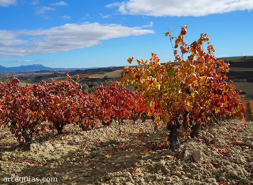 La localidad de Treviana est&aacute; rodeada de vi&ntilde;edos de La Rioja Alta
