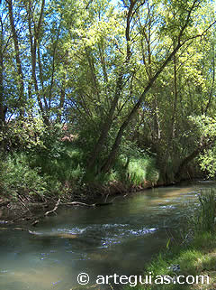 R&iacute;o Henares a su paso por Jadraque