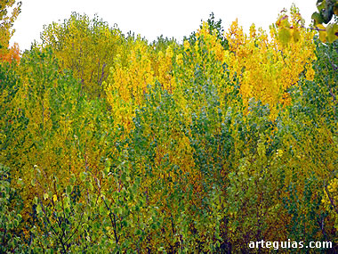 Imagen oto&ntilde;al del r&iacute;o Durat&oacute;n, pr&oacute;ximo a la iglesia de Santa Mar&iacute;a de Fuentidue&ntilde;a