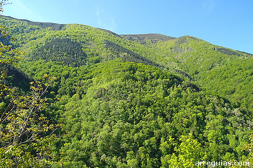 El bosque del monasterio de Valvanera en primavera