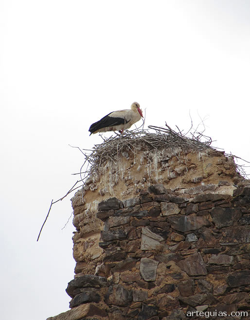 Varias cig&uuml;e&ntilde;as anidan en las torres de este castillo