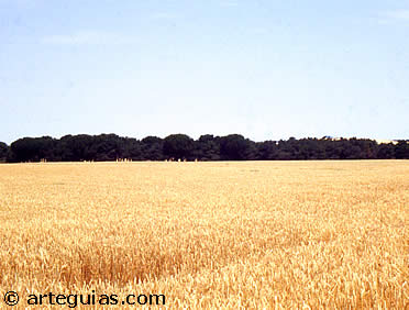 T&iacute;pico paisaje de la Tierra de Pinares de Valladolid