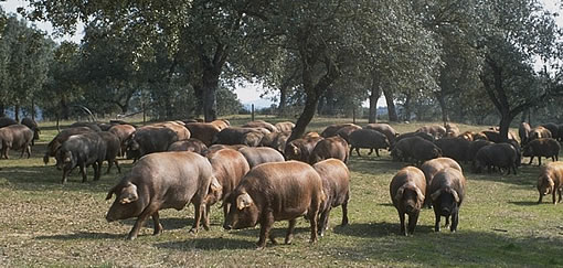Cerdos Ib&eacute;ricos