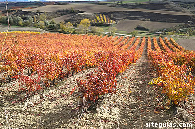 Vi&ntilde;edos en La Rioja