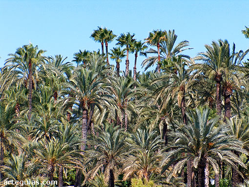 Palmeral de ELche