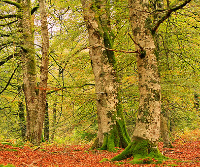 Selva de Irati en oto&ntilde;o