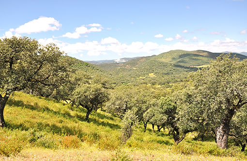 Paisaje primaveral de la Sierra de Aracena