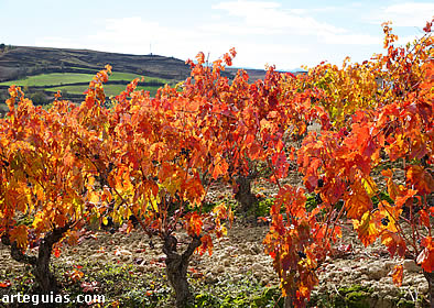 Vi&ntilde;edos de la Rioja Alta, cerca de Treviana